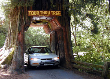 5_21_tour_thru_tree